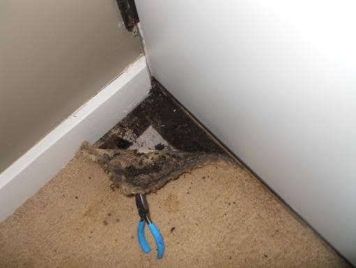 Water intrusion below carpet adjacent to this basement well door. 