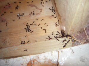 Photo: carpenter ants swarming