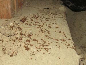 dead moisture ants