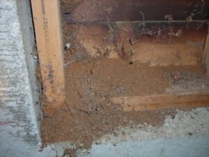 frass left from a moisture ant colony
