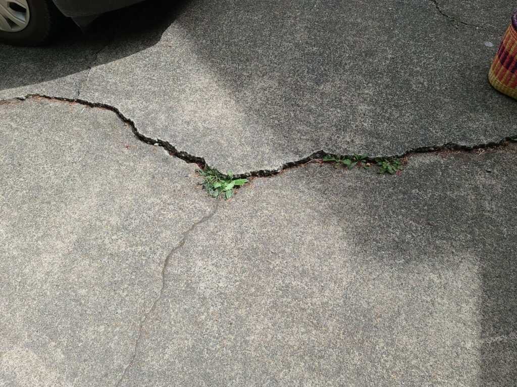 A crack with plants growing in a cracked concrete driveway. Use as an example for home inspector training