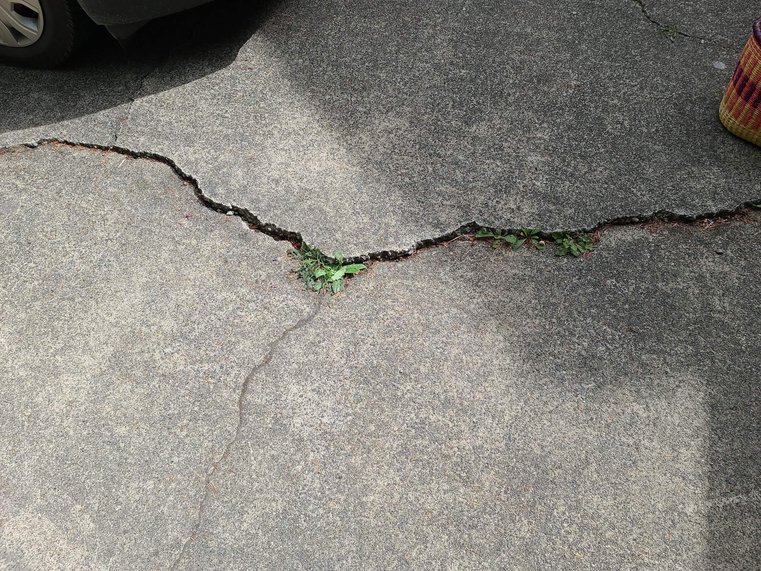 A crack with plants growing in a cracked concrete driveway. Use as an example for home inspector training