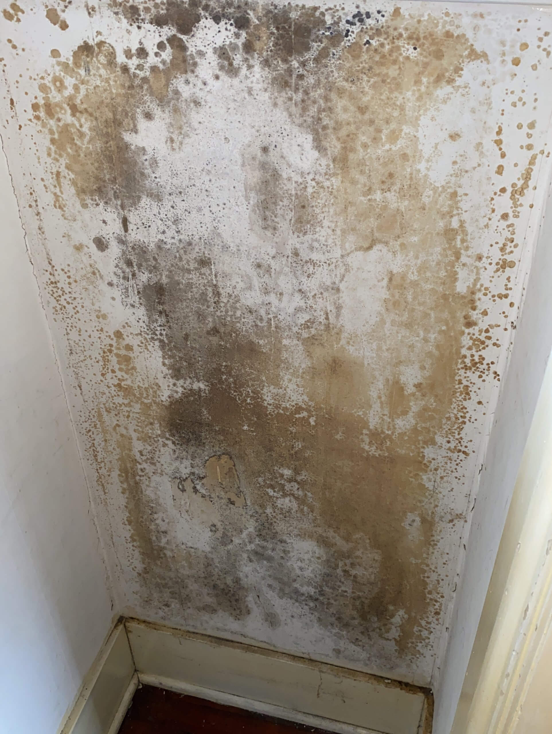 An image of mold in a closet from humidity
